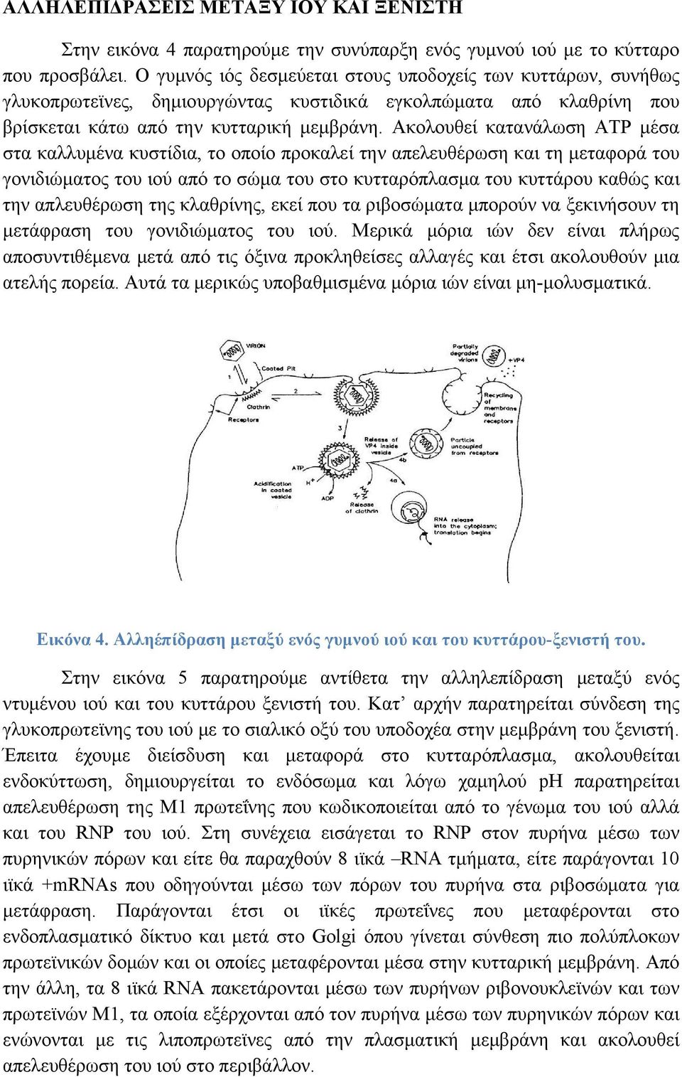 Ακολουθεί κατανάλωση ATP μέσα στα καλλυμένα κυστίδια, το οποίο προκαλεί την απελευθέρωση και τη μεταφορά του γονιδιώματος του ιού από το σώμα του στο κυτταρόπλασμα του κυττάρου καθώς και την