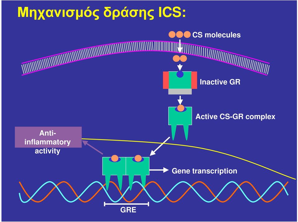 CS-GR complex