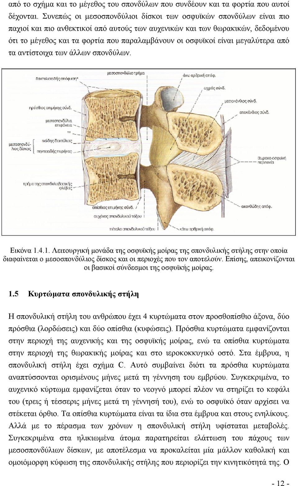 οσφυϊκοί είναι µεγαλύτερα από τα αντίστοιχα των άλλων σπονδύλων. Εικόνα 1.