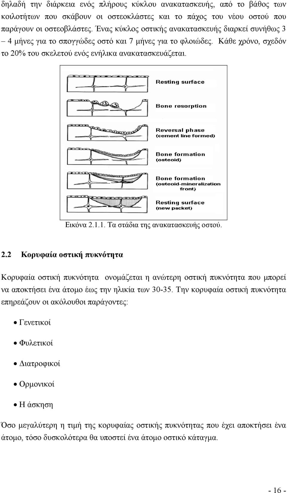 1. Τα στάδια της ανακατασκευής οστού. 2.2 Κορυφαία οστική πυκνότητα Κορυφαία οστική πυκνότητα ονοµάζεται η ανώτερη οστική πυκνότητα που µπορεί να αποκτήσει ένα άτοµο έως την ηλικία των 30-35.