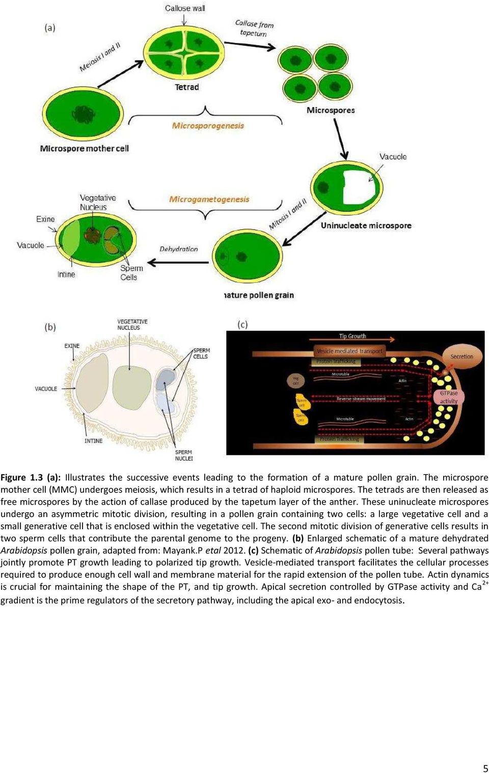 The tetrads are then released as free microspores by the action of callase produced by the tapetum layer of the anther.