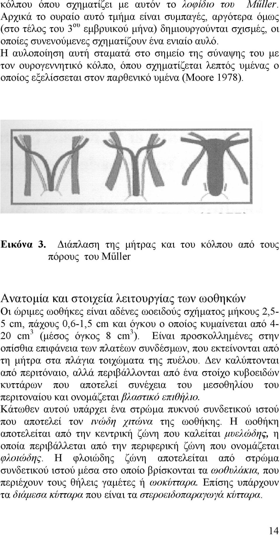 Η αυλοποίηση αυτή σταµατά στο σηµείο της σύναψης του µε τον ουρογεννητικό κόλπο, όπου σχηµατίζεται λεπτός υµένας ο οποίος εξελίσσεται στον παρθενικό υµένα (Moore 1978). Εικόνα 3.