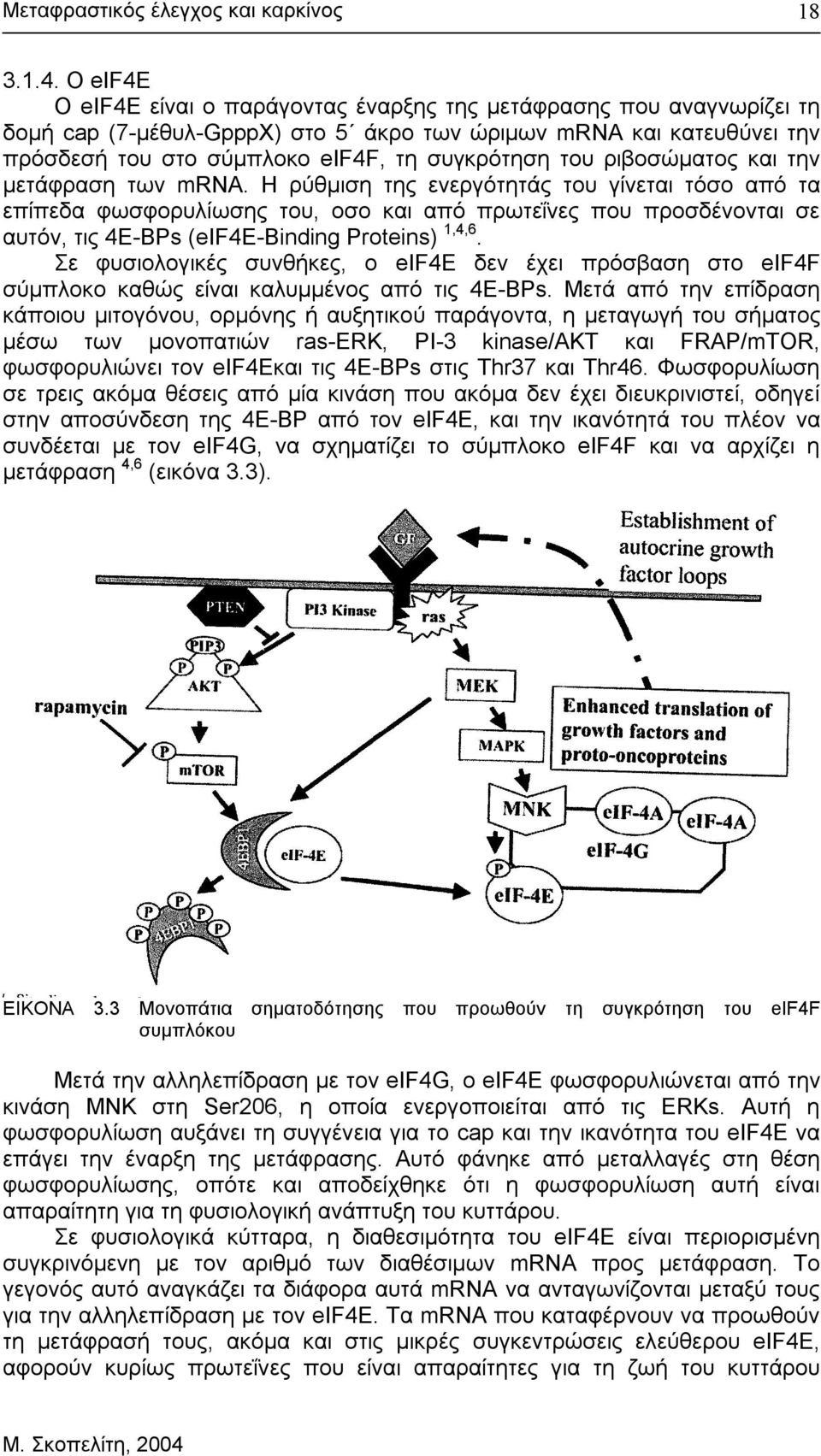 ριβοσώµατος και την µετάφραση των mrna.