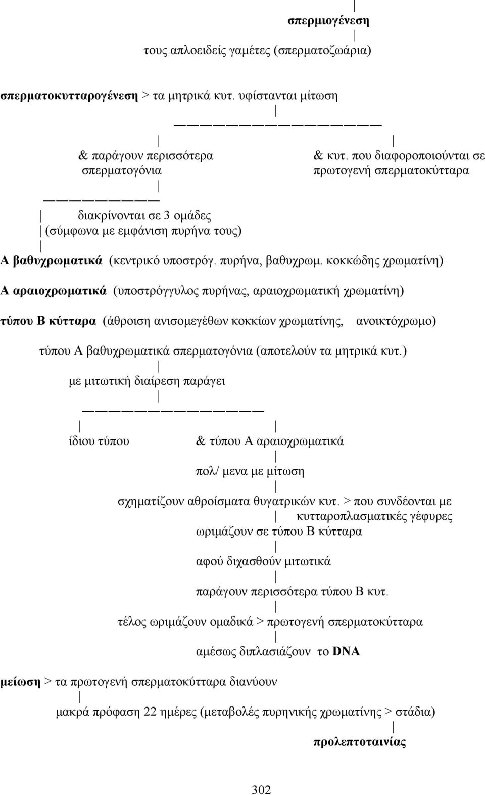 κοκκώδης χρωµατίνη) A αραιοχρωµατικά (υποστρόγγυλος πυρήνας, αραιοχρωµατική χρωµατίνη) τύπου B κύτταρα (άθροιση ανισοµεγέθων κοκκίων χρωµατίνης, ανοικτόχρωµο) τύπου A βαθυχρωµατικά σπερµατογόνια