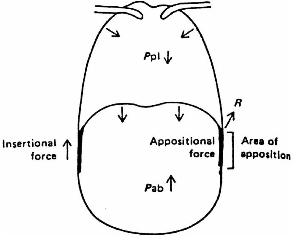 pleural pressure,