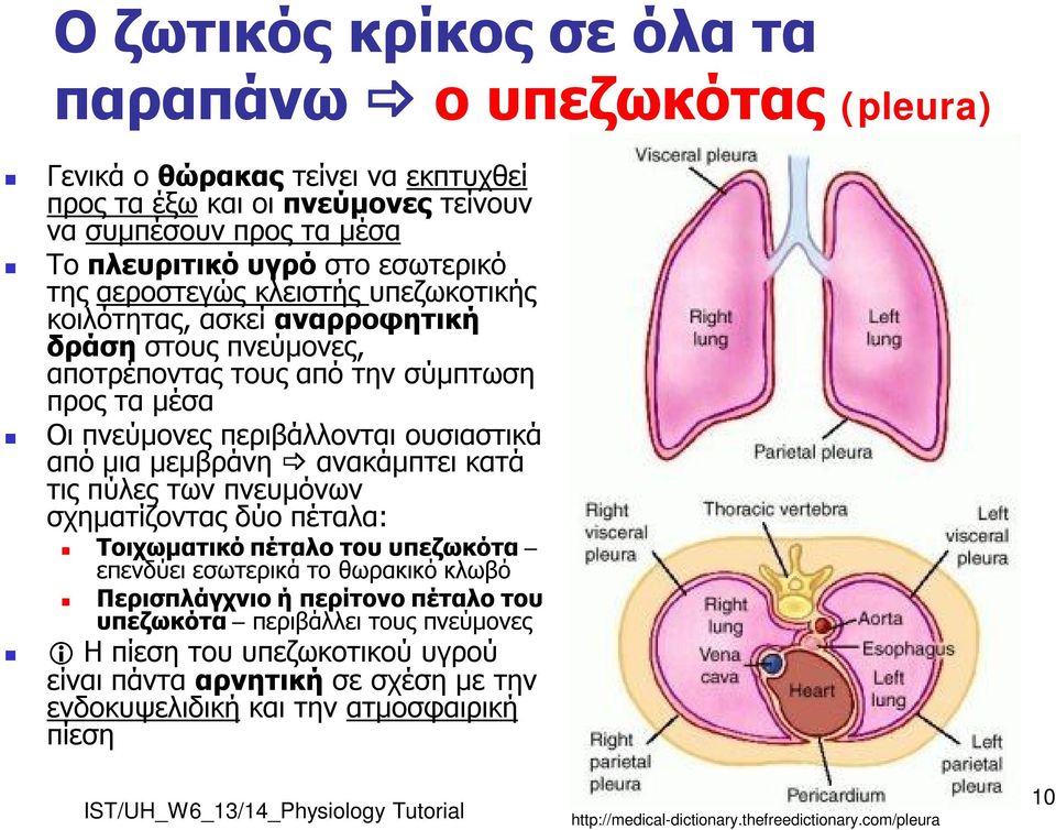 από μια μεμβράνη ανακάμπτει κατά τις πύλες των πνευμόνων σχηματίζοντας δύο πέταλα: Τοιχωματικό πέταλο του υπεζωκότα επενδύει εσωτερικά το θωρακικό κλωβό Περισπλάγχνιο ή περίτονο πέταλο του