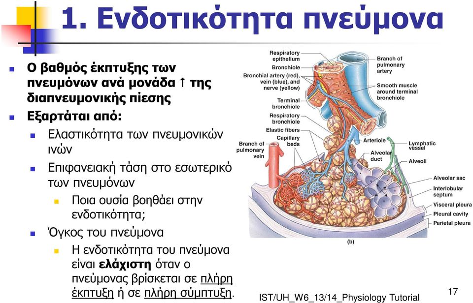 των πνευμόνων Ποια ουσία βοηθάει στην ενδοτικότητα; Όγκος του πνεύμονα Η ενδοτικότητα