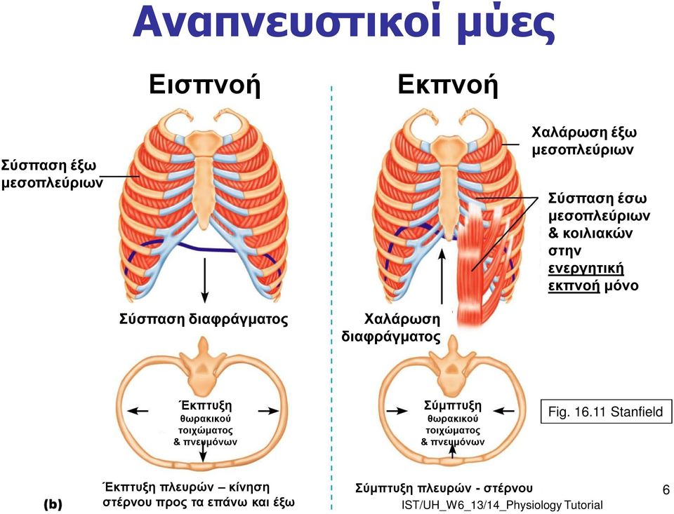 Έκπτυξη θωρακικού τοιχώματος & πνευμόνων Σύμπτυξη θωρακικού τοιχώματος & πνευμόνων Fig. 16.