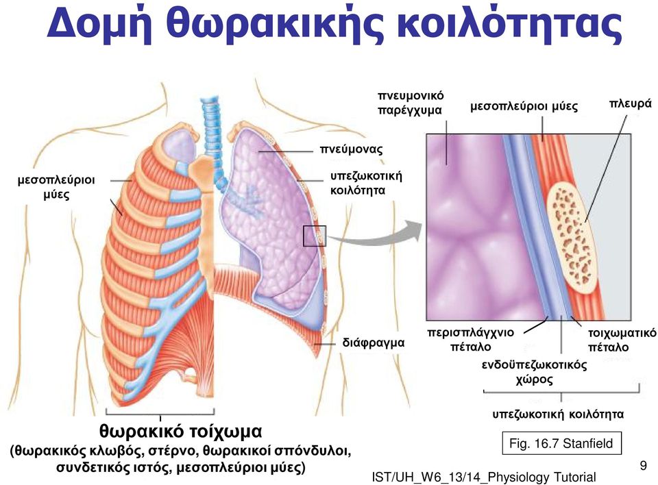 ενδοϋπεζωκοτικός χώρος τοιχωματικό πέταλο θωρακικό τοίχωμα (θωρακικός κλωβός,