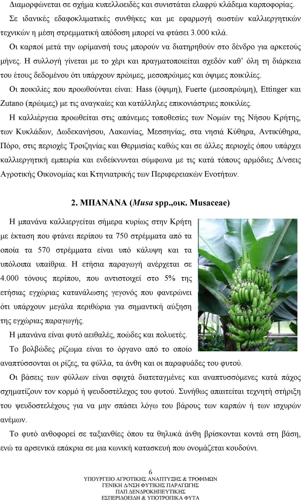 Οι καρποί μετά την ωρίμανσή τους μπορούν να διατηρηθούν στο δένδρο για αρκετούς μήνες.