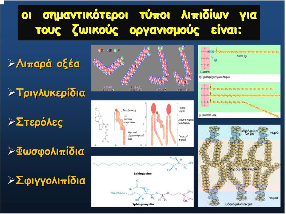 είναι: Λιπαρά οξέα Τριγλυκερίδια