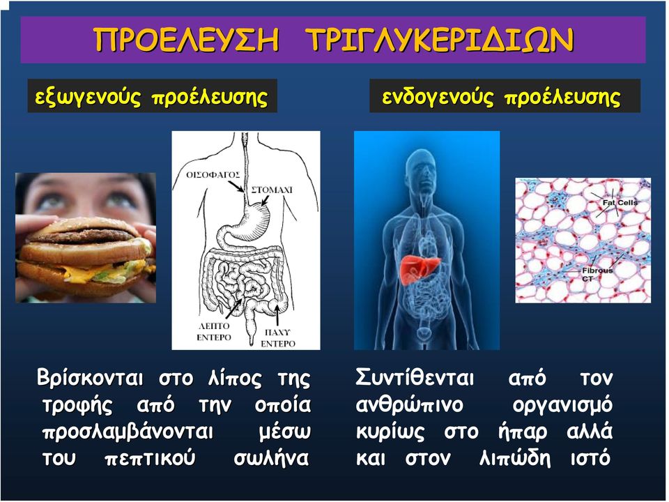 προσλαμβάνονται μέσω του πεπτικού σωλήνα Συντίθενται από