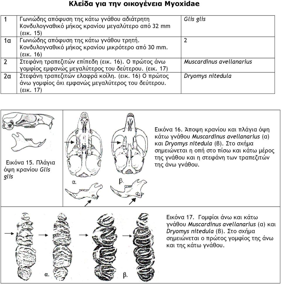 (εικ. 16) Ο πρώτος άνω γομφίος όχι εμφανώς μεγαλύτερος του δεύτερου. (εικ. 17) Glis glis 2 Muscardinus avellanarius Dryomys nitedula Εικόνα 15. Πλάγια όψη κρανίου Glis glis Εικόνα 16.