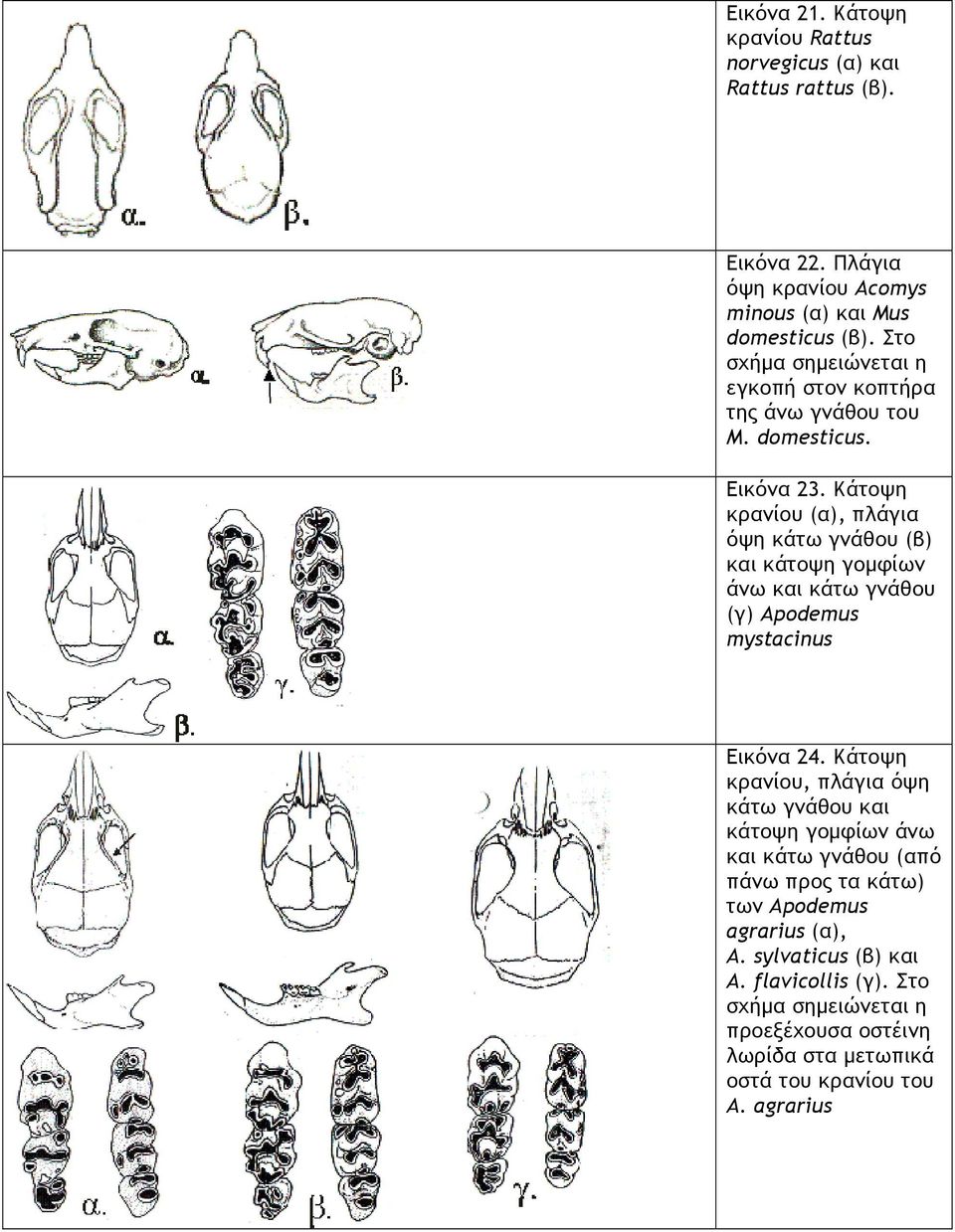 Κάτοψη κρανίου (α), πλάγια όψη κάτω γνάθου (β) και κάτοψη γομφίων άνω και κάτω γνάθου (γ) Apodemus mystacinus Εικόνα 24.