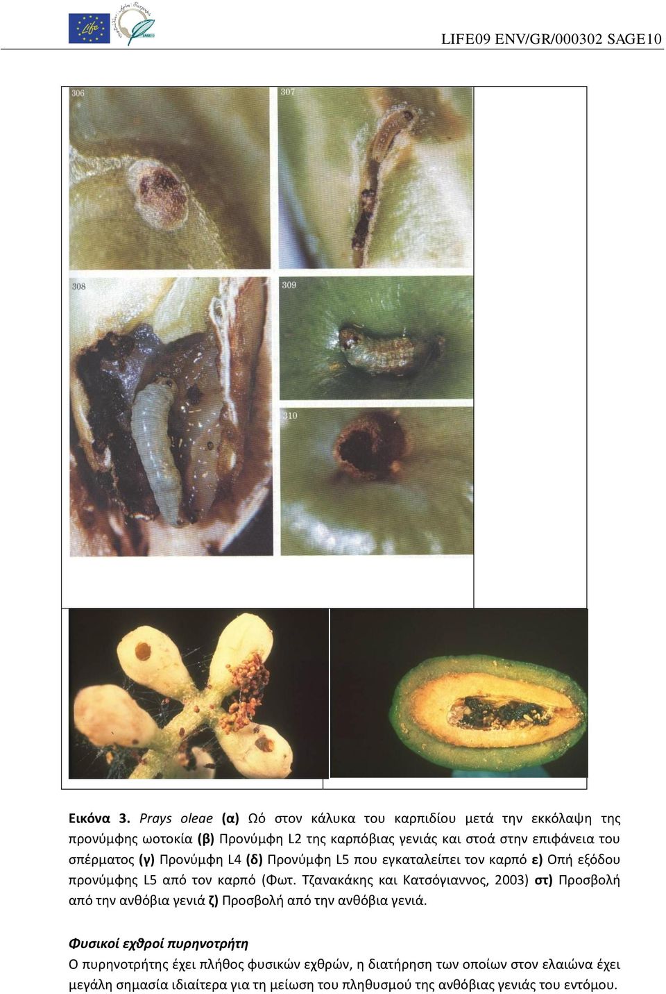 επιφάνεια του σπέρματος (γ) Προνύμφη L4 (δ) Προνύμφη L5 που εγκαταλείπει τον καρπό ε) Οπή εξόδου προνύμφης L5 από τον καρπό (Φωτ.