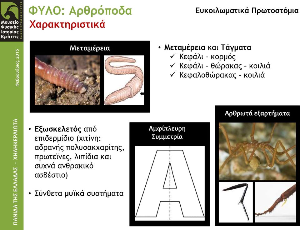 πρωτεϊνες, λιπίδια και συχνά ανθρακικό ασβέστιο) Σύνθετα μυϊκά συστήματα Μεταμέρεια και