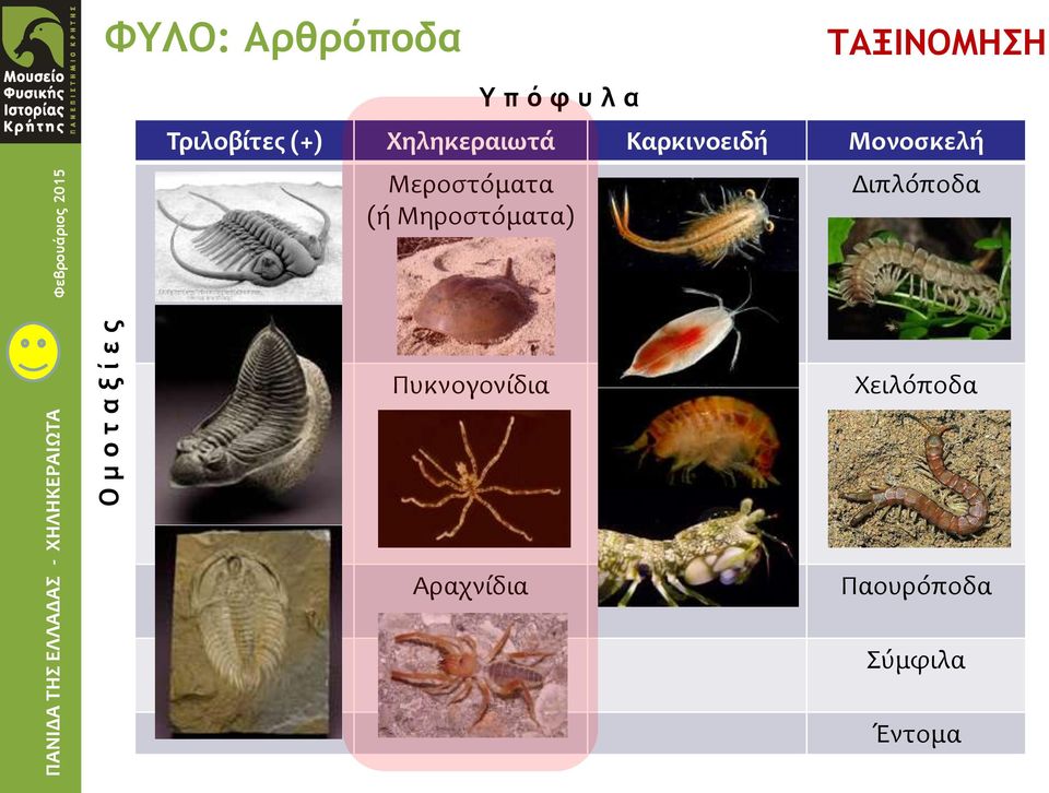 Χηληκεραιωτά Καρκινοειδή Μονοσκελή Μεροστόματα (ή Μηροστόματα)