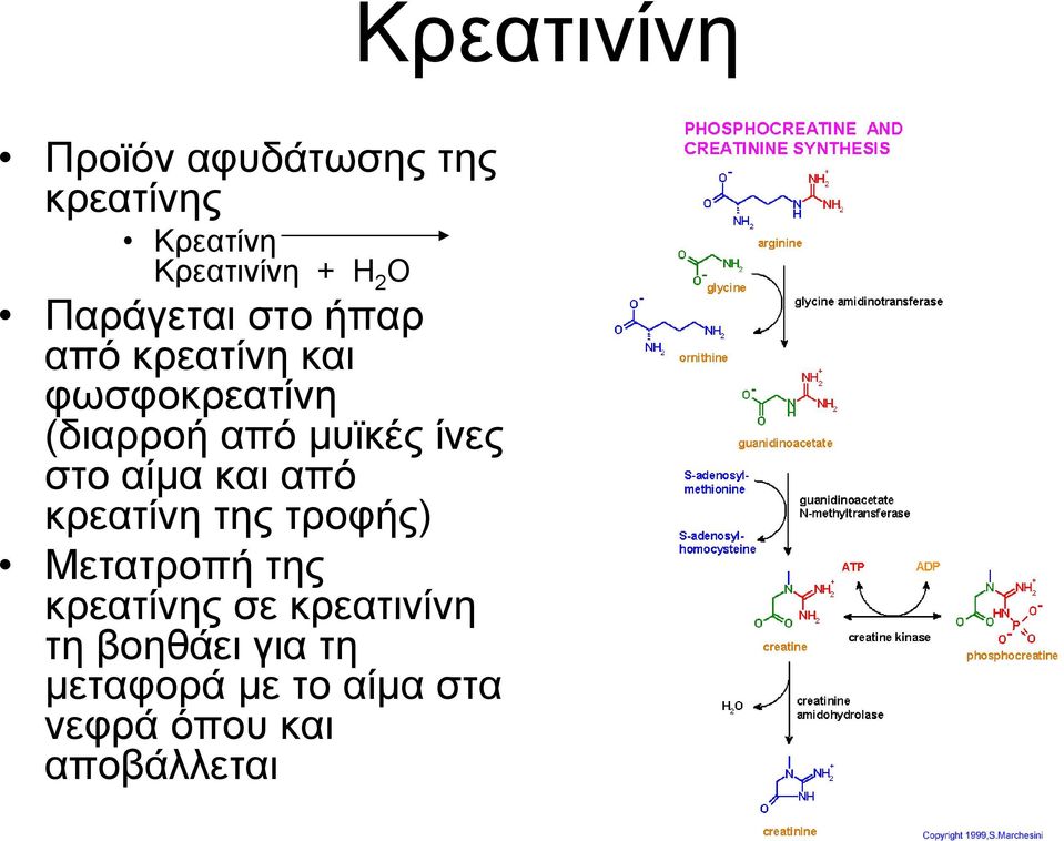 αίμα και από κρεατίνη της τροφής) Μετατροπή της κρεατίνης σε κρεατινίνη