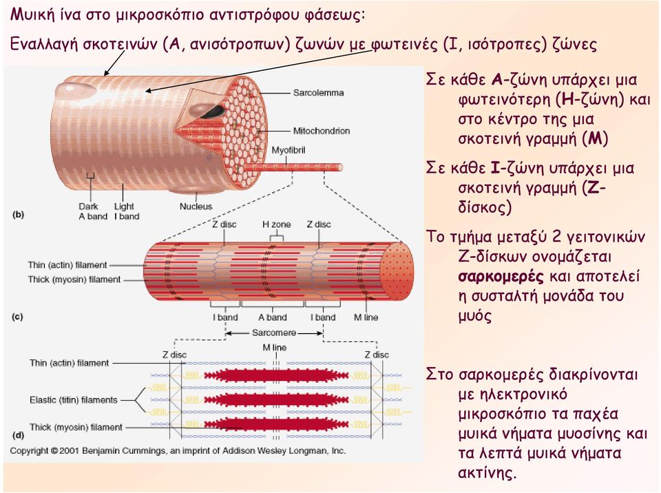 σκοτεινή γραμμή (Ζ- δίσκος) Το τμήμα μεταξύ 2 γειτονικών Ζ-δίσκων ονομάζεται σαρκομερές και αποτελεί η συσταλτή μονάδα