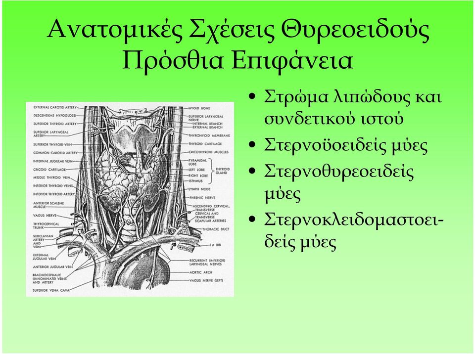 συνδετικού ιστού Στερνοϋοειδείς µύες