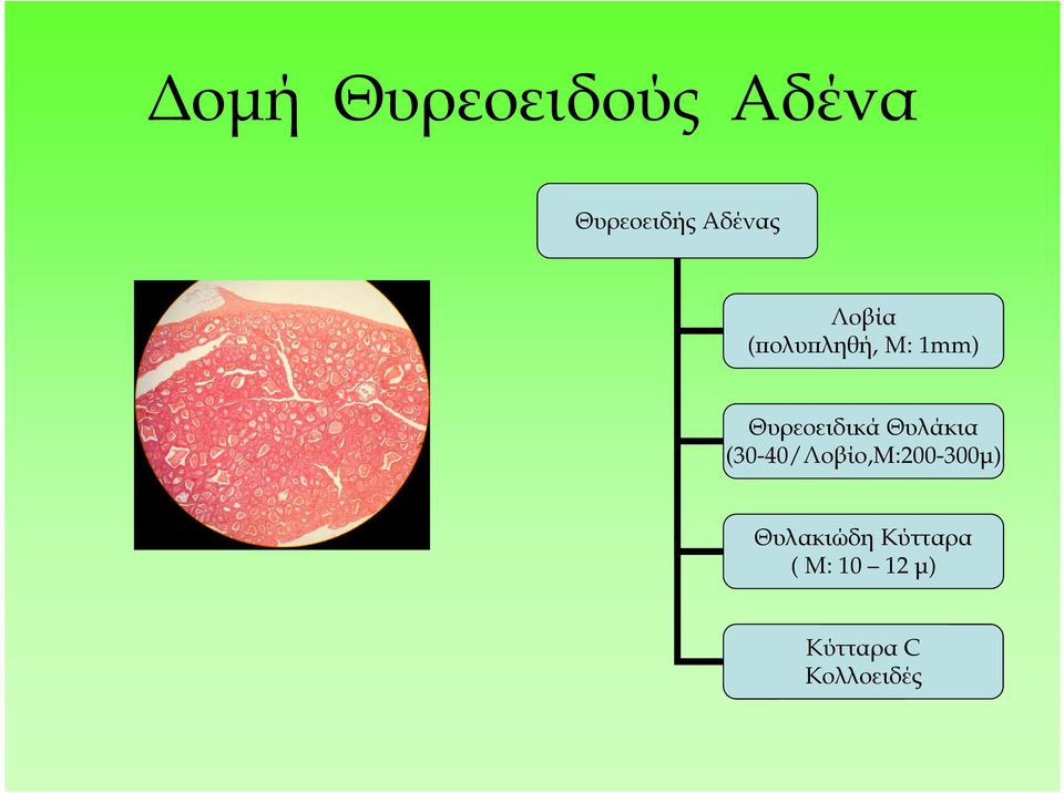 Θυλάκια (30-40/Λοβίο,Μ:200-300µ)
