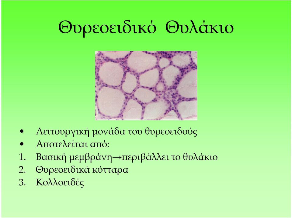 ό: 1. Βασική µεµβράνη εριβάλλει το