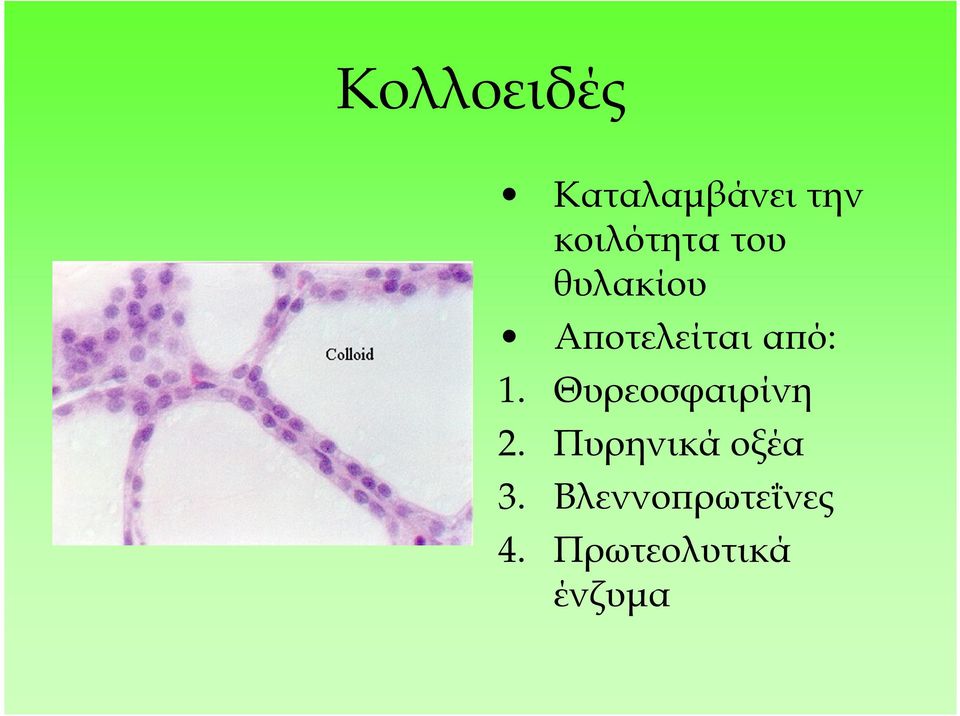 α ό: 1. Θυρεοσφαιρίνη 2.