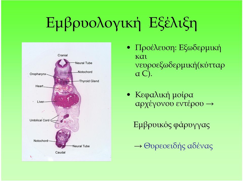 νευροεξωδερµική(κύτταρ α C).