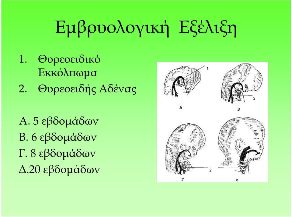 Θυρεοειδής Αδένας Α.