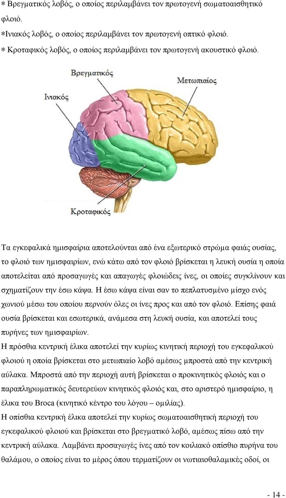 Τα εγκεφαλικά ημισφαίρια αποτελούνται από ένα εξωτερικό στρώµα φαιάς ουσίας, το φλοιό των ηµισφαιρίων, ενώ κάτω από τον φλοιό βρίσκεται η λευκή ουσία η οποία αποτελείται από προσαγωγές και απαγωγές