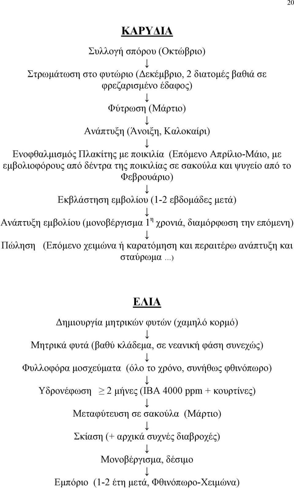 διαμόρφωση την επόμενη) Πώληση (Επόμενο χειμώνα ή καρατόμηση και περαιτέρω ανάπτυξη και σταύρωμα ) ΕΛΙΑ Δημιουργία μητρικών φυτών (χαμηλό κορμό) Μητρικά φυτά (βαθύ κλάδεμα, σε νεανική φάση συνεχώς)