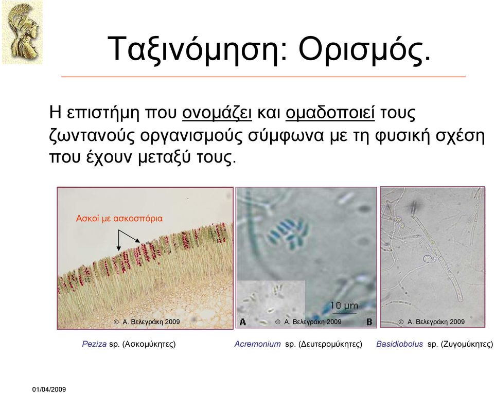 με τη φυσική σχέση που έχουν μεταξύ τους. Ασκοί με ασκοσπόρια A.