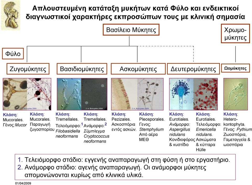 Βελεγράκη 2009 Κλάση: Tremellales. Ανάμορφο: 2 Σύμπλεγμα Cryptococcus neoformans Κλάση: Pezizales. Ασκοσπόρια εντός ασκών. A. Βελεγράκη 2009 Κλάση: Pleosporales.