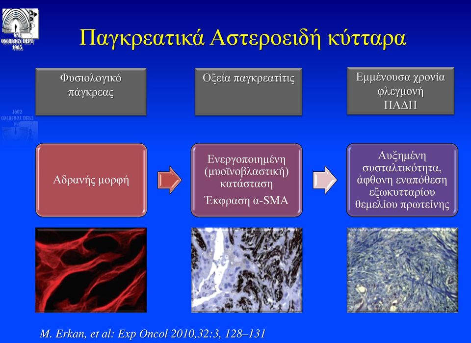 (μυοϊνοβλαστική) κατάσταση Έκφραση α-sma Αυξημένη συσταλτικότητα, άφθονη