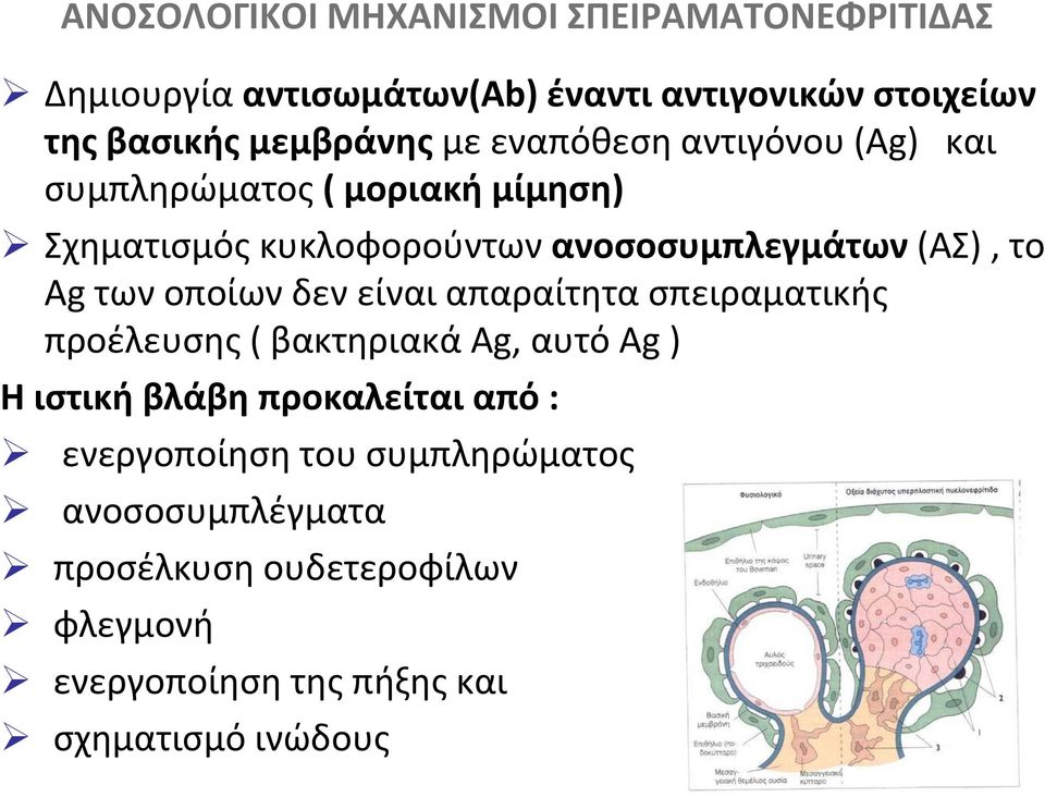 (ΑΣ), το Ag των οποίων δεν είναι απαραίτητα σπειραματικής προέλευσης ( βακτηριακά Ag, αυτό Ag ) Η ιστική βλάβη