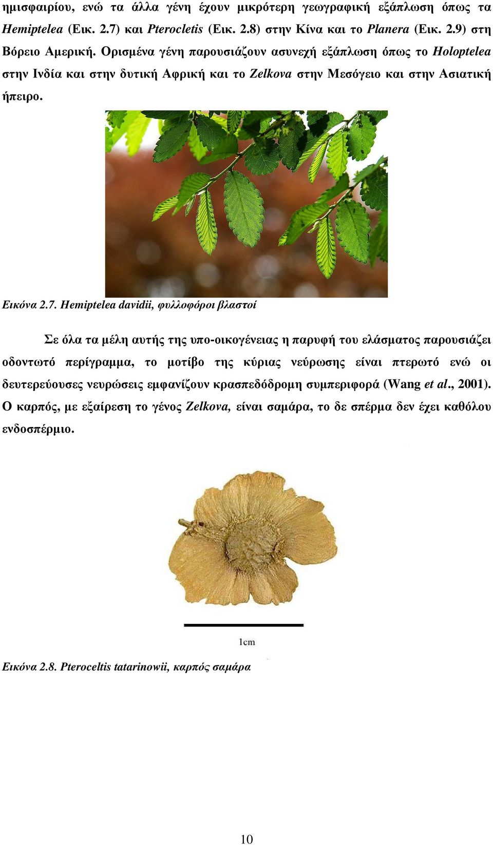 Hemiptelea davidii, φυλλοφόροι βλαστοί Σε όλα τα µέλη αυτής της υπο-οικογένειας η παρυφή του ελάσµατος παρουσιάζει οδοντωτό περίγραµµα, το µοτίβο της κύριας νεύρωσης είναι πτερωτό ενώ οι