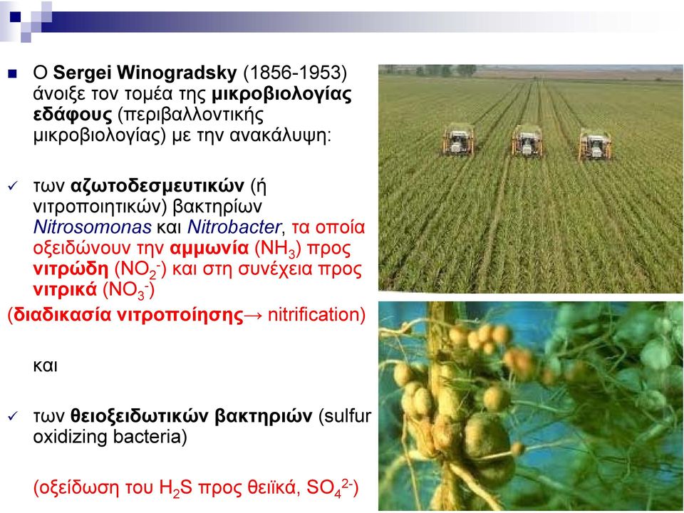 Nitrobacter, τα οποία οξειδώνουν την αμμωνία (ΝΗ 3 ) προς νιτρώδη (ΝΟ 2- ) και στη συνέχεια προς νιτρικά (ΝΟ 3- )