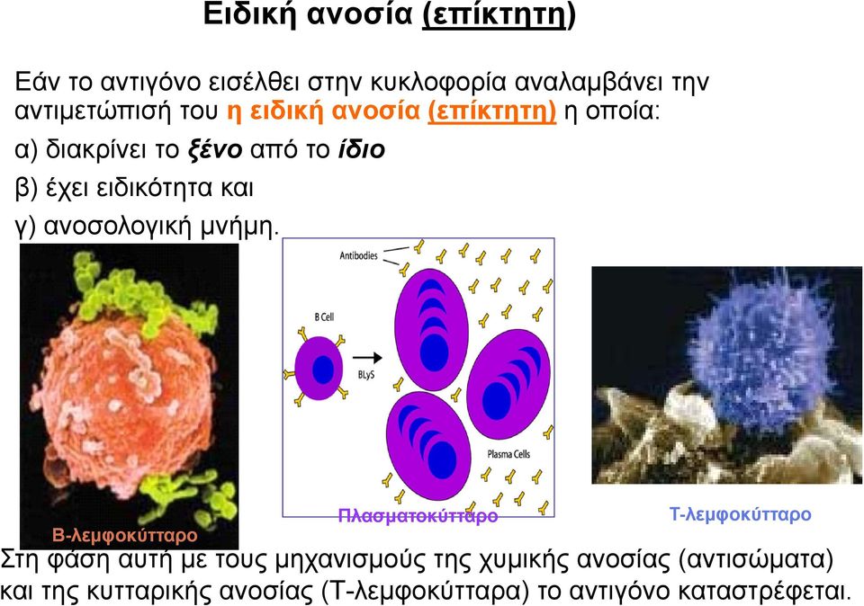 Ειδική ανοσία (επίκτητη) Β-λεμφοκύτταρο Πλασματοκύτταρο Τ-λεμφοκύτταρο Στη φάση αυτή με τους