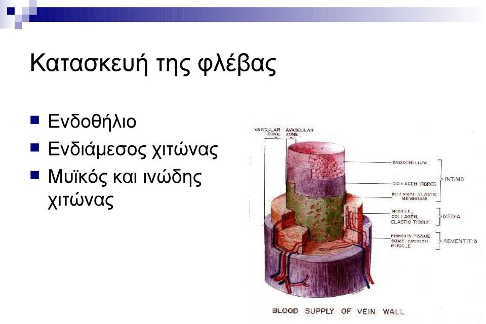 Ενδιάμεσος χιτώνας