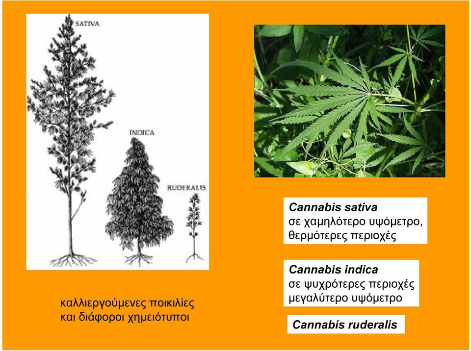 και διάφοροι χημειότυποι Cannabis indica σε