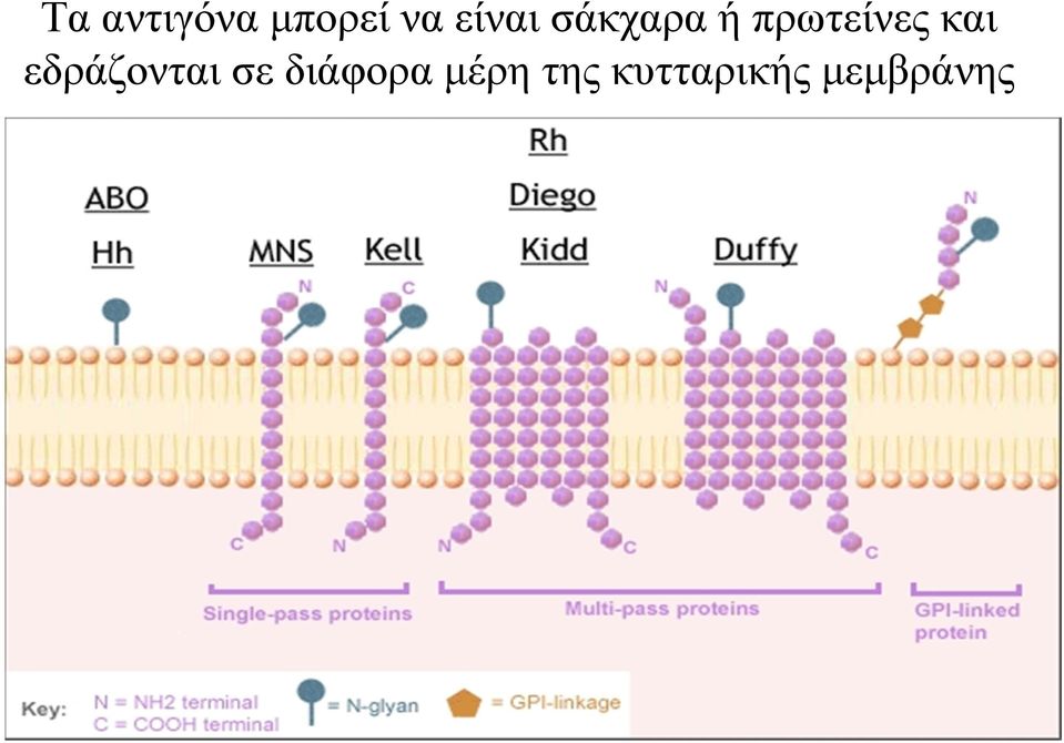 και εδράζονται σε διάφορα