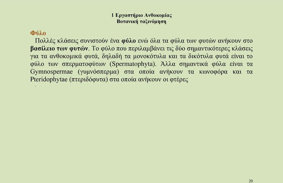 τα δικότυλα φυτά είναι το φύλο των σπερματοφύτων (Spermatophyta).