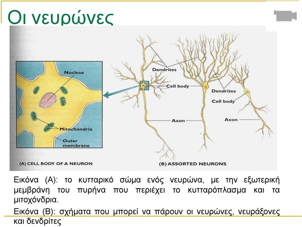 κυτταρόπλασµα και τα µιτοχόνδρια.