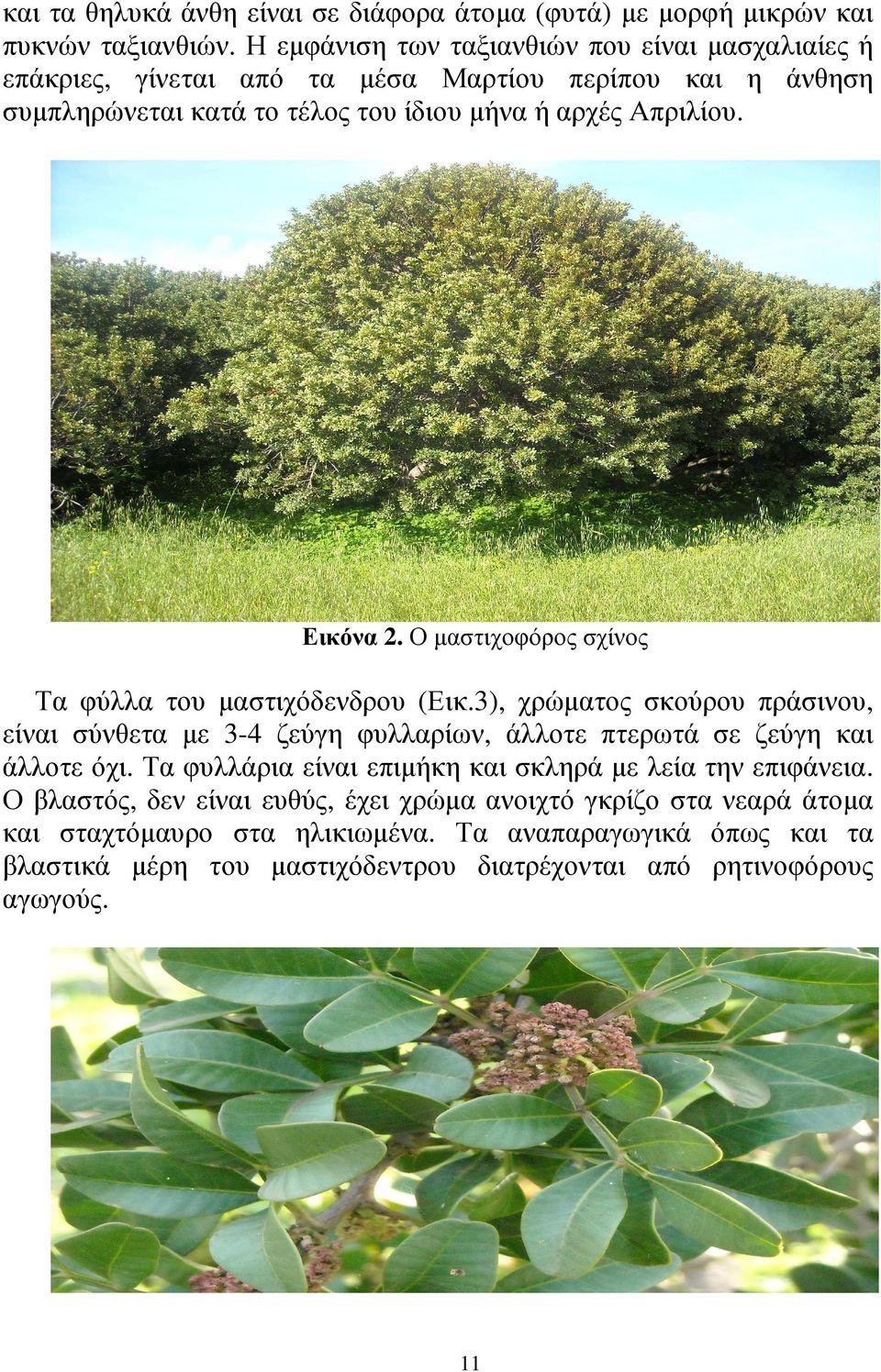 Εικόνα 2. Ο µαστιχοφόρος σχίνος Τα φύλλα του µαστιχόδενδρου (Εικ.3), χρώµατος σκούρου πράσινου, είναι σύνθετα µε 3-4 ζεύγη φυλλαρίων, άλλοτε πτερωτά σε ζεύγη και άλλοτε όχι.