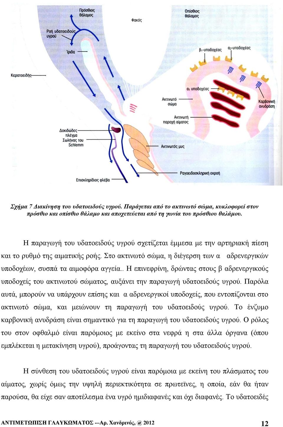 . Η επινεφρίνη, δρώντας στους β αδρενεργικούς υποδοχείς του ακτινωτού σώματος, αυξάνει την παραγωγή υδατοειδούς υγρού.