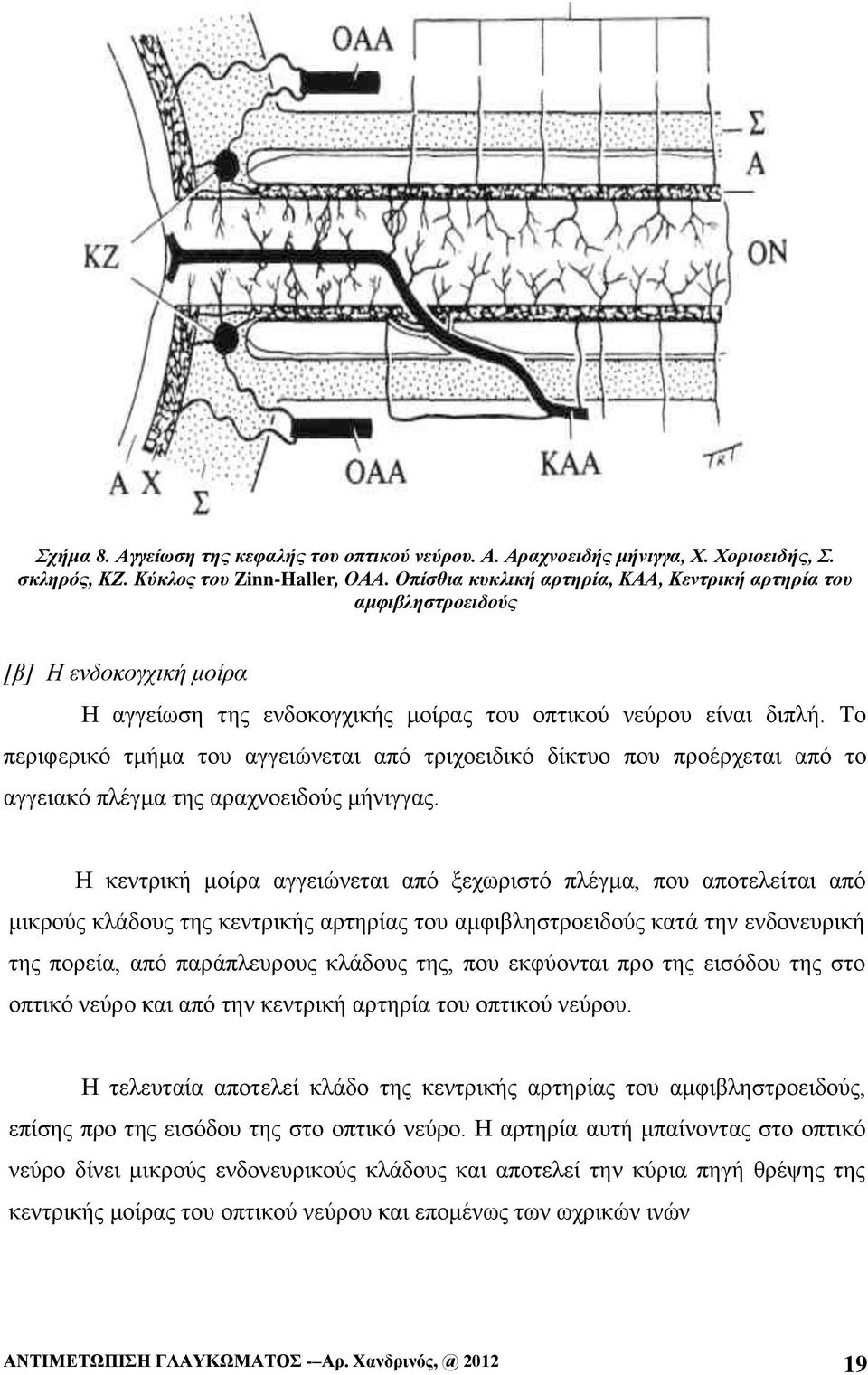 Το περιφερικό τμήμα του αγγειώνεται από τριχοειδικό δίκτυο που προέρχεται από το αγγειακό πλέγμα της αραχνοειδούς μήνιγγας.