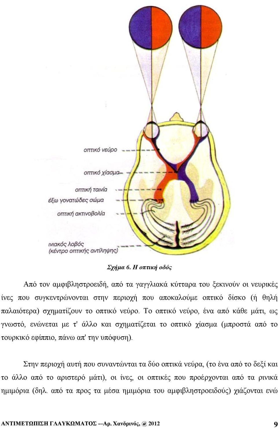 παλαιότερα) σχηματίζουν το οπτικό νεύρο.