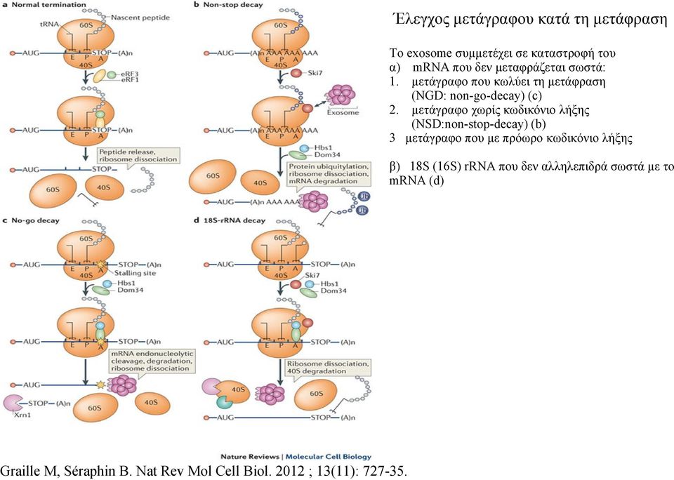 μετάγραφο χωρίς κωδικόνιο λήξης (NSD:non-stop-decay) (b) 3 μετάγραφο που με πρόωρο κωδικόνιο λήξης