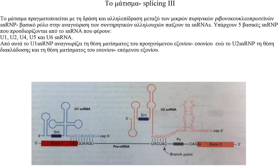 Υπάρχουν 5 βασικές snrnp που προσδιορίζονται από το snrna που φέρουν: U1, U2, U4, U5 και U6 snrna.