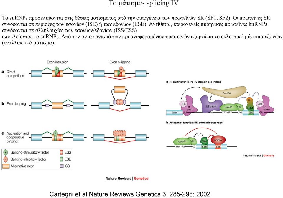 Αντίθετα, ετερογενείς πυρηνικές πρωτεϊνες hnrnps συνδέονται σε αλληλουχίες των εσονίων/εξονίων (ISS/ESS) αποκλείοντας τα